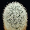 Escobaria_orcutti_v_koenigii